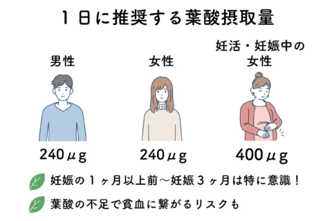 葉酸は1日あたりどれくらい摂取すればいい？